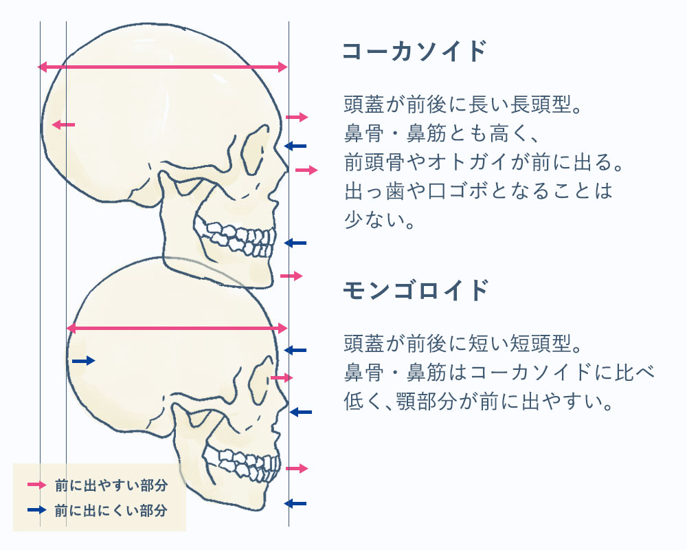 コーカソイドとモンゴロイドの頭骨の違い